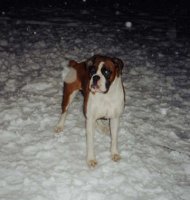 Monty in the snow