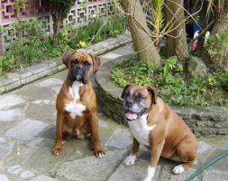 Buster and Shannon in the garden