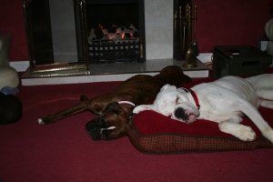 Jobe and Roxy by the fire